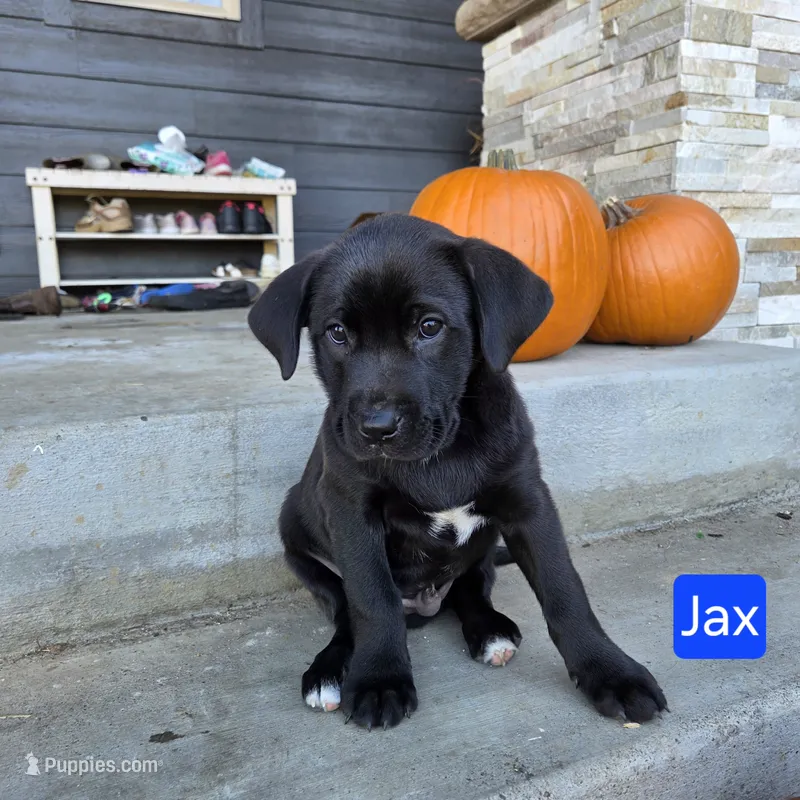 Jax – Chinese Shar-Pei, Labrador Retriever puppy for sale in Toledo, WA
