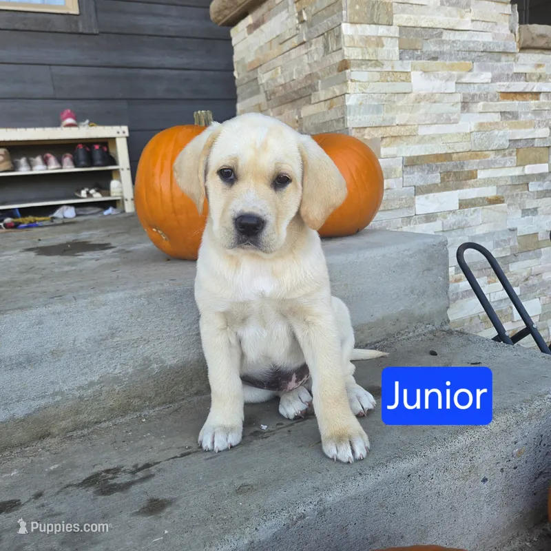 Junior – Chinese Shar-Pei, Labrador Retriever puppy for sale in Toledo, WA