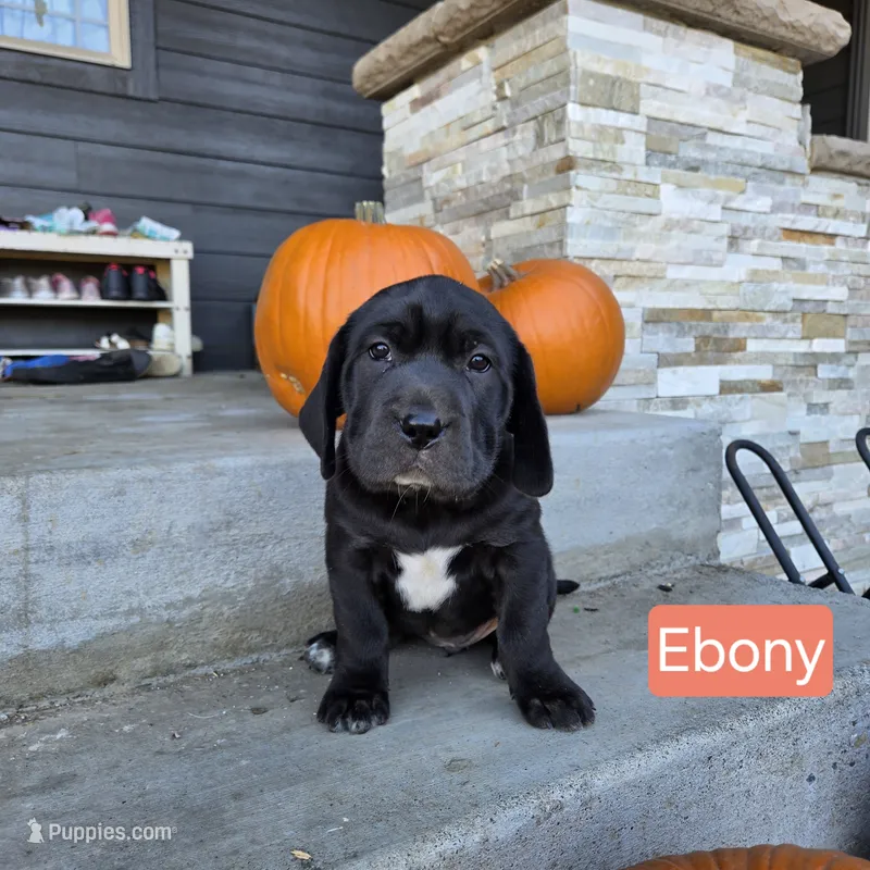 Ebony – Chinese Shar-Pei, Labrador Retriever puppy for sale in Toledo, WA
