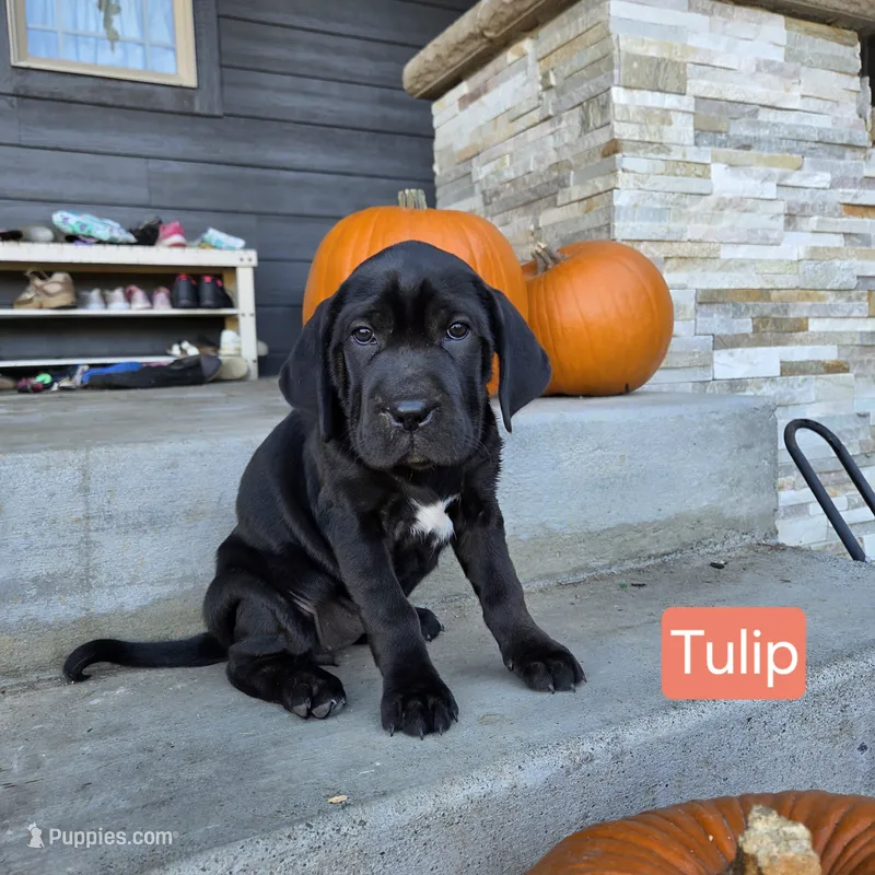 Tulip – Chinese Shar-Pei, Labrador Retriever puppy for sale in Toledo, WA