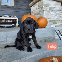 Tulip, a female Chinese Shar-Pei and Labrador Retriever for sale in Toledo, WA – 1 of 1