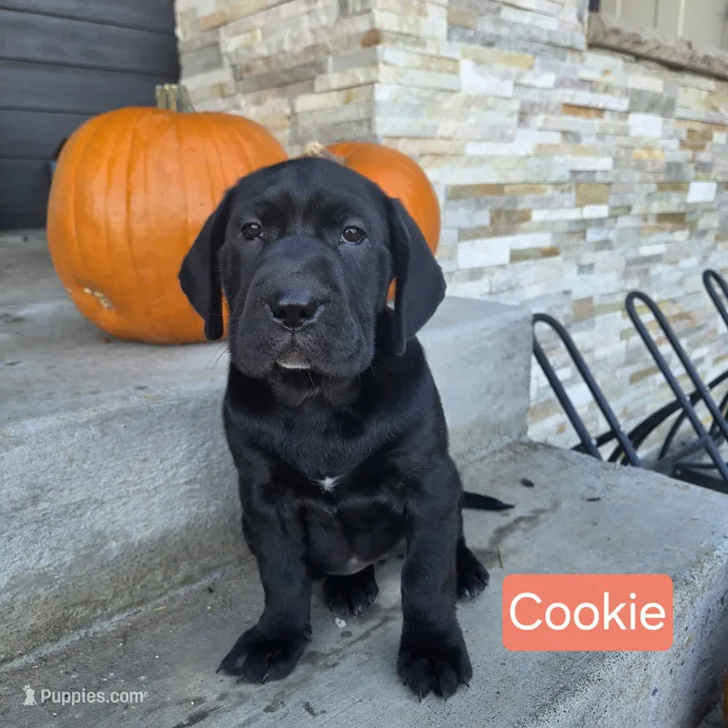 Cookie – Chinese Shar-Pei, Labrador Retriever puppy for sale in Toledo, WA