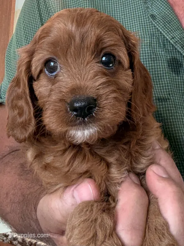 Trish  – Cavapoo puppy for sale in Mount Pleasant, MI
