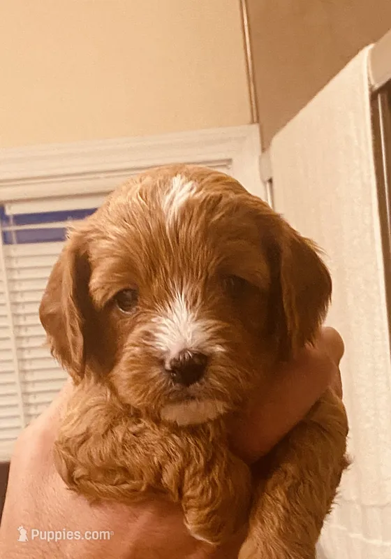 Becka  – Cavapoo puppy for sale in Mount Pleasant, MI