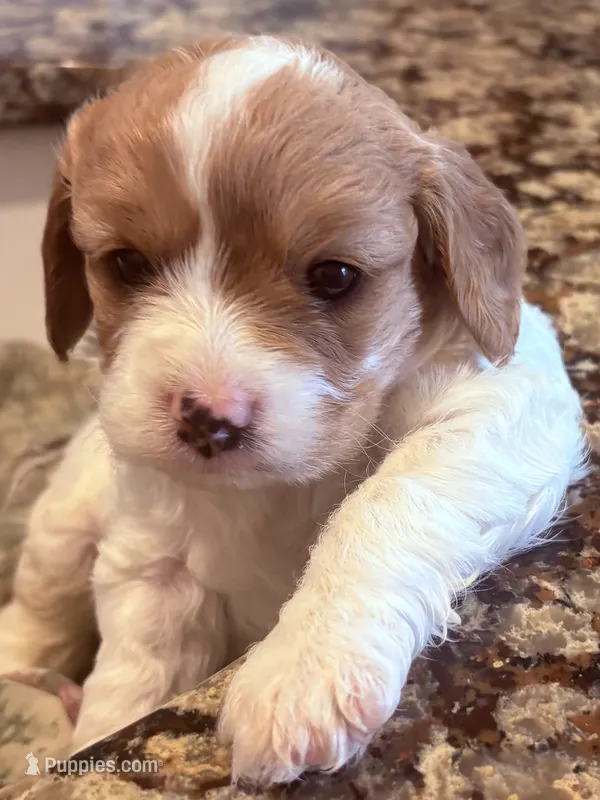 Tera  – Cavapoo puppy for sale in Mount Pleasant, MI