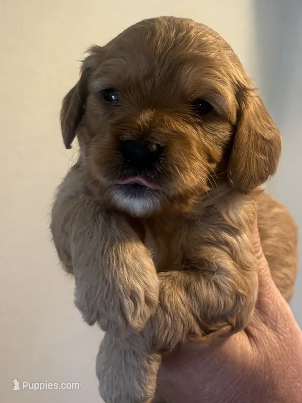 Skyler  – Cavapoo puppy for sale in Mount Pleasant, MI