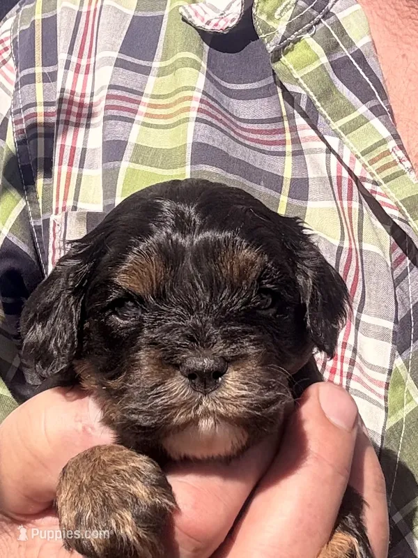 Alex  – Cavapoo puppy for sale in Mount Pleasant, MI