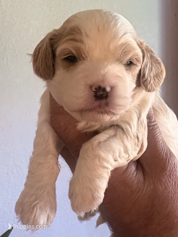 Trish  – Cavapoo puppy for sale in Mount Pleasant, MI