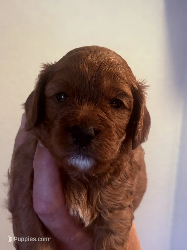 Trish  – Cavapoo puppy for sale in Mount Pleasant, MI