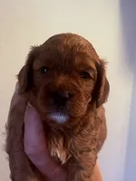 Trish , a female Cavapoo for sale in Mount Pleasant, MI – 1 of 1
