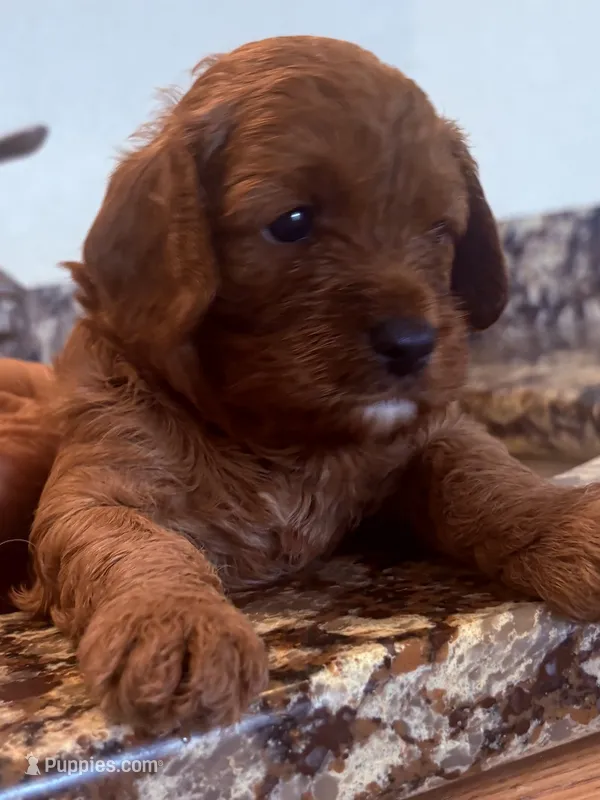 Trish  – Cavapoo puppy for sale in Mount Pleasant, MI