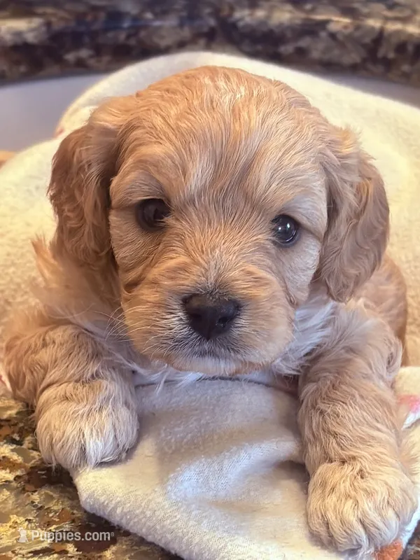 Landen  – Cavapoo puppy for sale in Mount Pleasant, MI