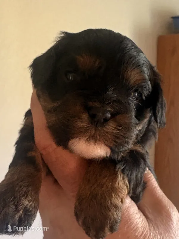 Alex  – Cavapoo puppy for sale in Mount Pleasant, MI