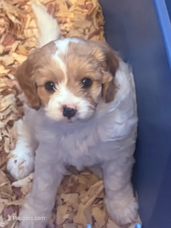 Tera  – Cavapoo puppy for sale in Mount Pleasant, MI
