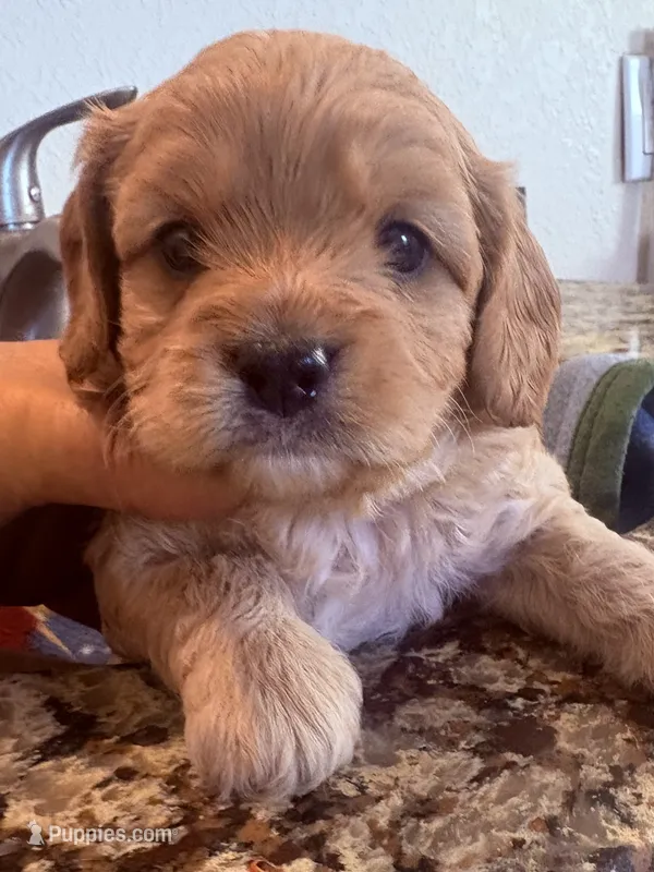 Skyler  – Cavapoo puppy for sale in Mount Pleasant, MI