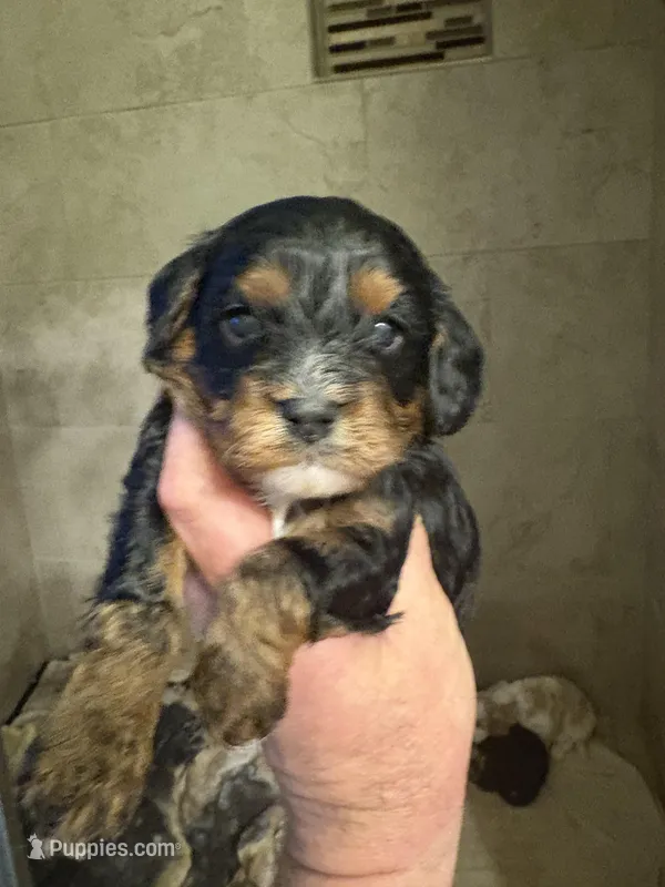 Reggie  – Cavapoo puppy for sale in Mount Pleasant, MI