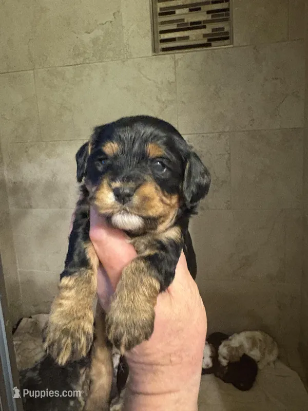 Andy  – Cavapoo puppy for sale in Mount Pleasant, MI