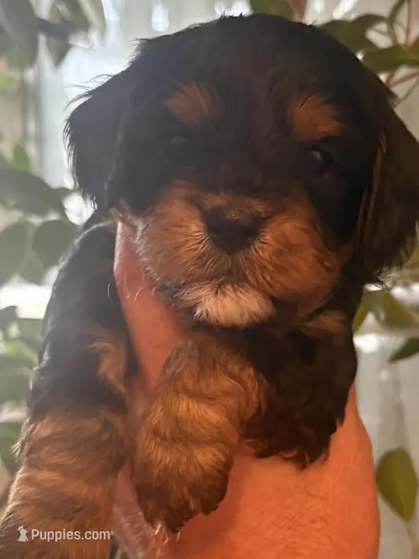 Andy  – Cavapoo puppy for sale in Mount Pleasant, MI
