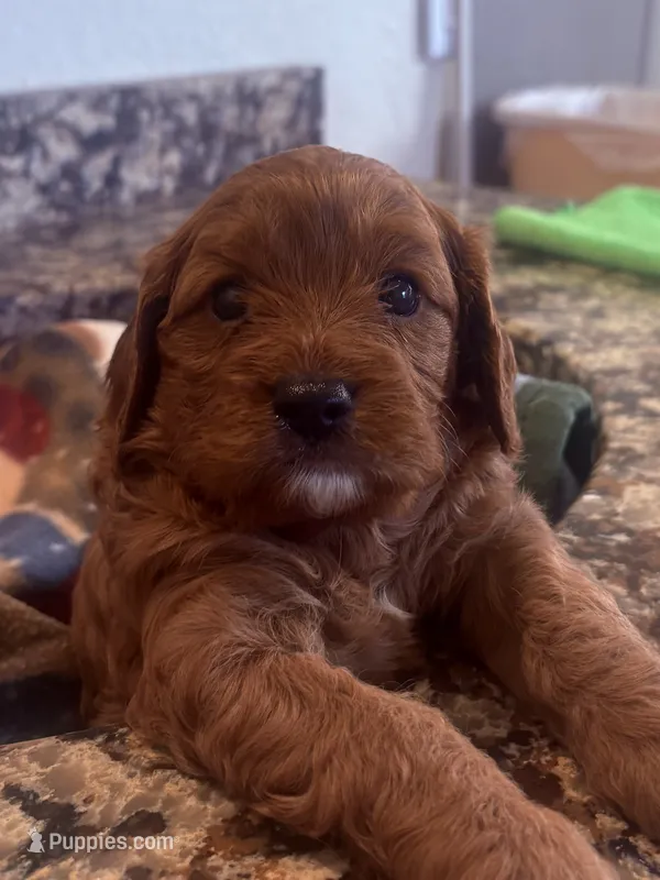 Trish  – Cavapoo puppy for sale in Mount Pleasant, MI