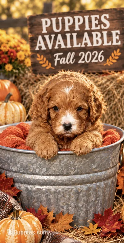 Becka  – Cavapoo puppy for sale in Mount Pleasant, MI