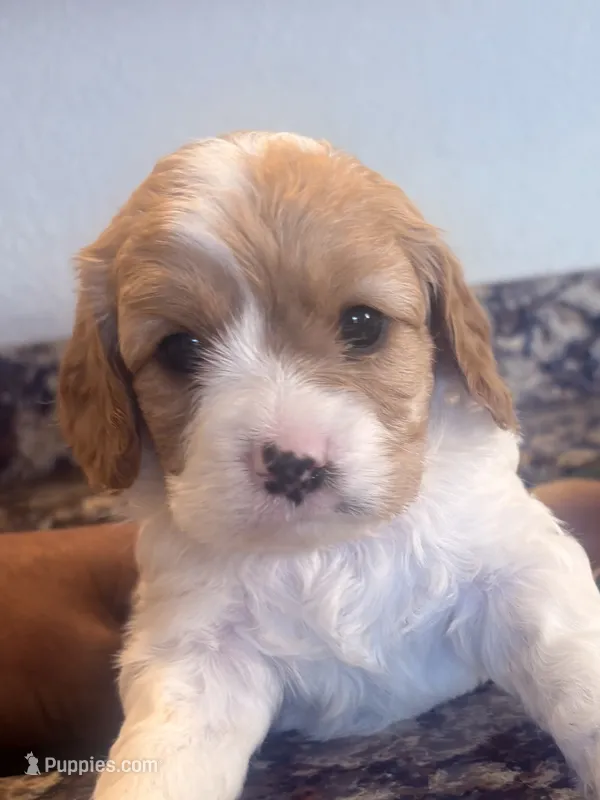 Tera  – Cavapoo puppy for sale in Mount Pleasant, MI
