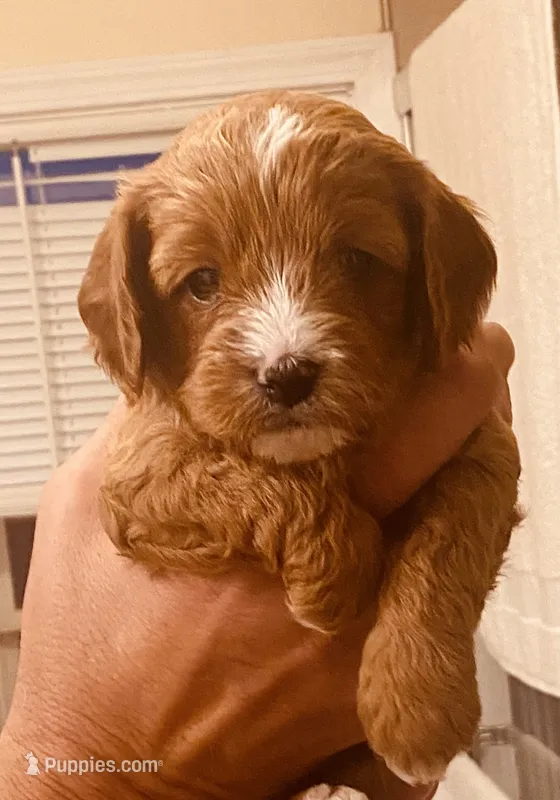 Becka  – Cavapoo puppy for sale in Mount Pleasant, MI