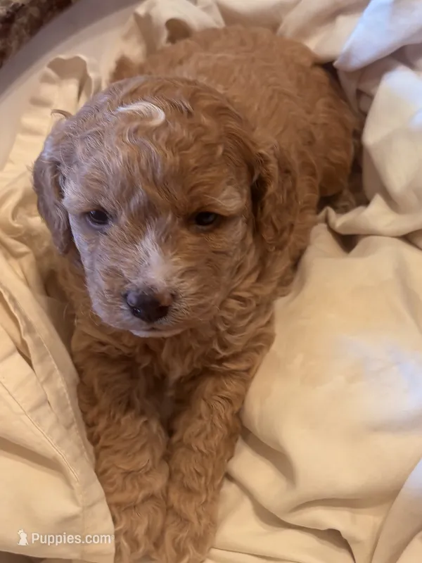 Reba  – Cavapoo puppy for sale in Mount Pleasant, MI