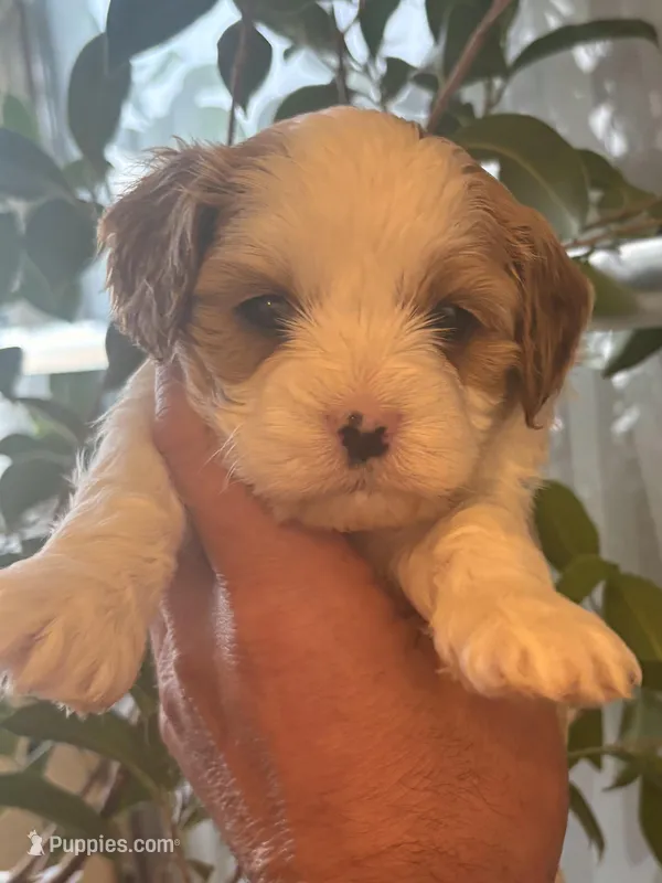 Rachelle  – Cavapoo puppy for sale in Mount Pleasant, MI