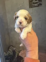 Rachelle , a female Cavapoo for sale in Mount Pleasant, MI – Photo 2 of 2