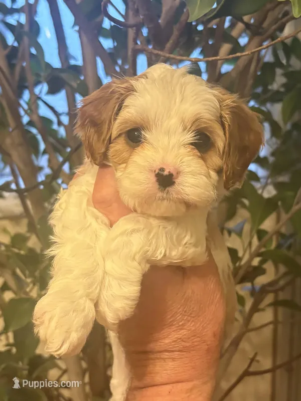 Rachelle  – Cavapoo puppy for sale in Mount Pleasant, MI