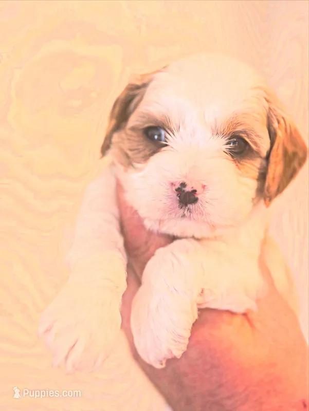 Rachelle  – Cavapoo puppy for sale in Mount Pleasant, MI