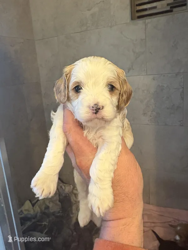 Rachelle  – Cavapoo puppy for sale in Mount Pleasant, MI