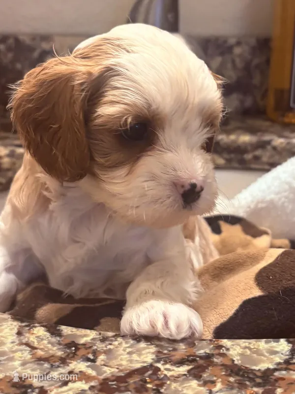 Rachelle  – Cavapoo puppy for sale in Mount Pleasant, MI