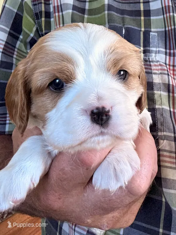 Zander – Cavalier King Charles Spaniel puppy for sale in Mount Pleasant, MI