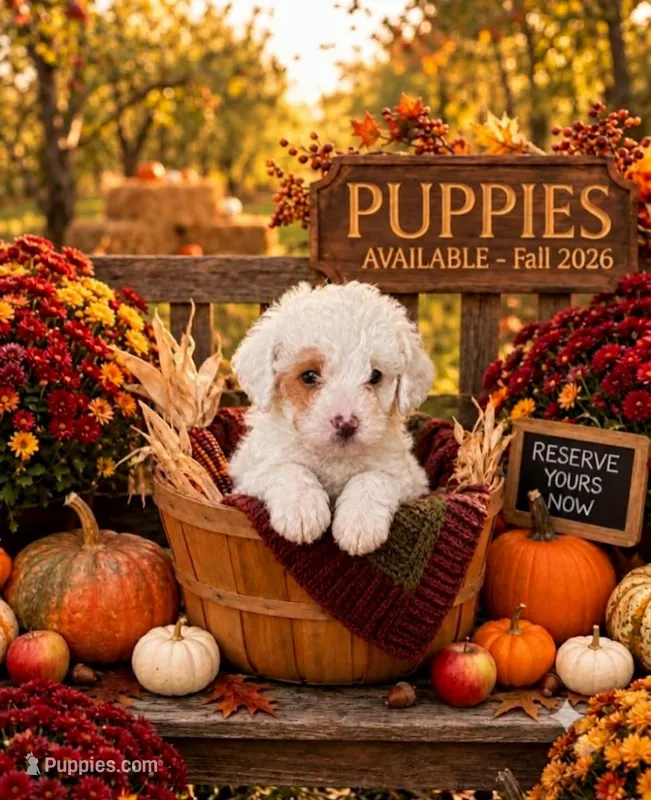 Reggie – Cavapoo puppy for sale in Mount Pleasant, MI