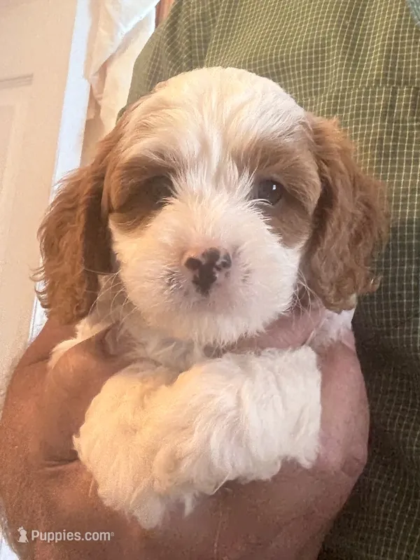 Tanner  – Cavapoo puppy for sale in Mount Pleasant, MI