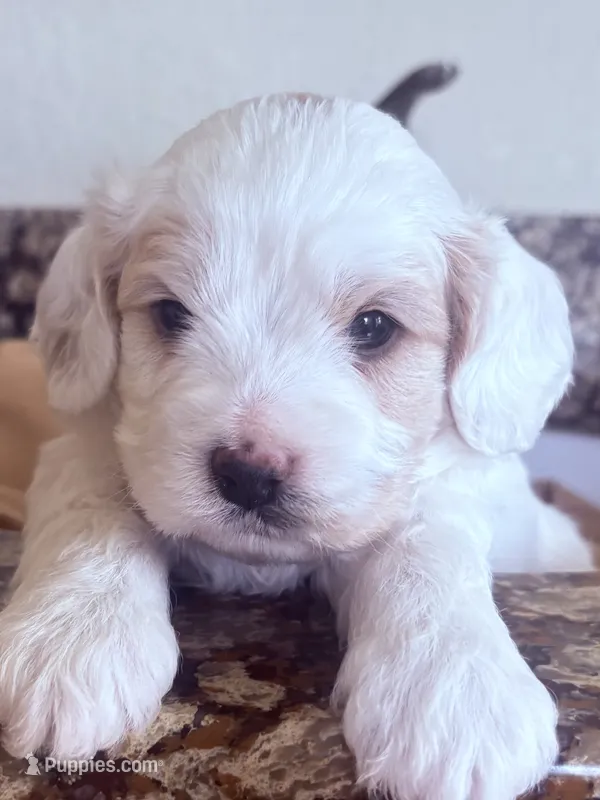 Larry  – Cavapoo puppy for sale in Mount Pleasant, MI