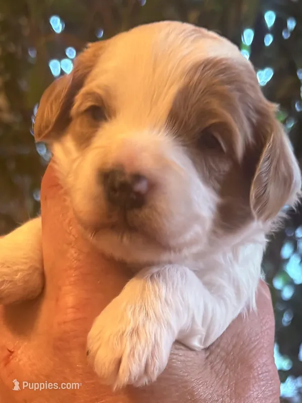 Carter  – Cavapoo puppy for sale in Mount Pleasant, MI