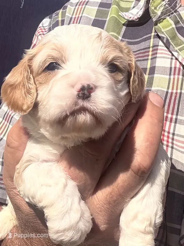 Trish  – Cavapoo puppy for sale in Mount Pleasant, MI
