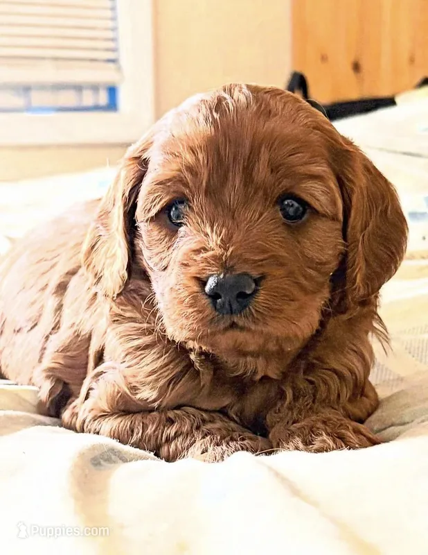 Lila  – Cavapoo puppy for sale in Mount Pleasant, MI