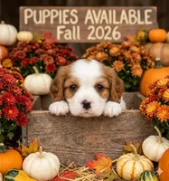 Tucker, a male Cavalier King Charles Spaniel for sale in Mount Pleasant, MI – 2 of 2