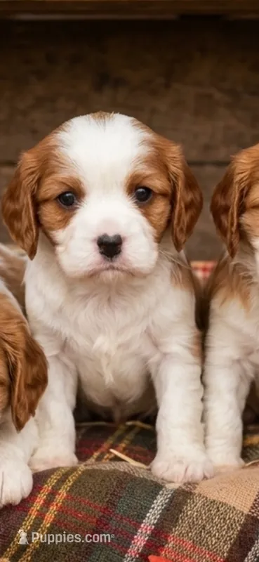 Tucker, a male Cavalier King Charles Spaniel for sale in Mount Pleasant, MI – 1 of 2