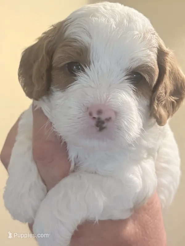 Tanner  – Cavapoo puppy for sale in Mount Pleasant, MI