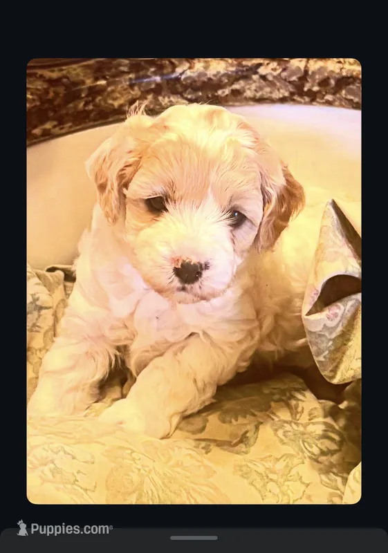 Trish – Cavapoo puppy for sale in Mount Pleasant, MI