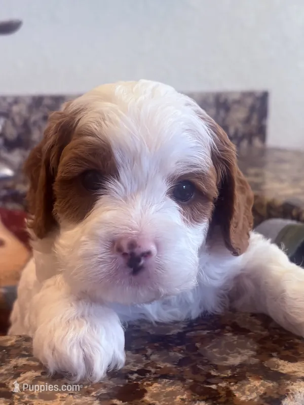 Tanner  – Cavapoo puppy for sale in Mount Pleasant, MI