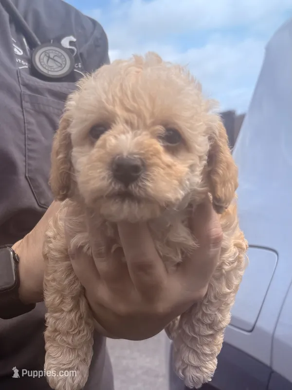 Tera  – Cavapoo puppy for sale in Mount Pleasant, MI