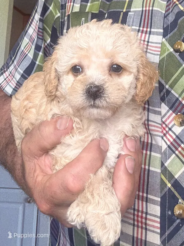 Tera  – Cavapoo puppy for sale in Mount Pleasant, MI