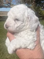 Randy, a male Cavapoo for sale in Mount Pleasant, MI – 2 of 4