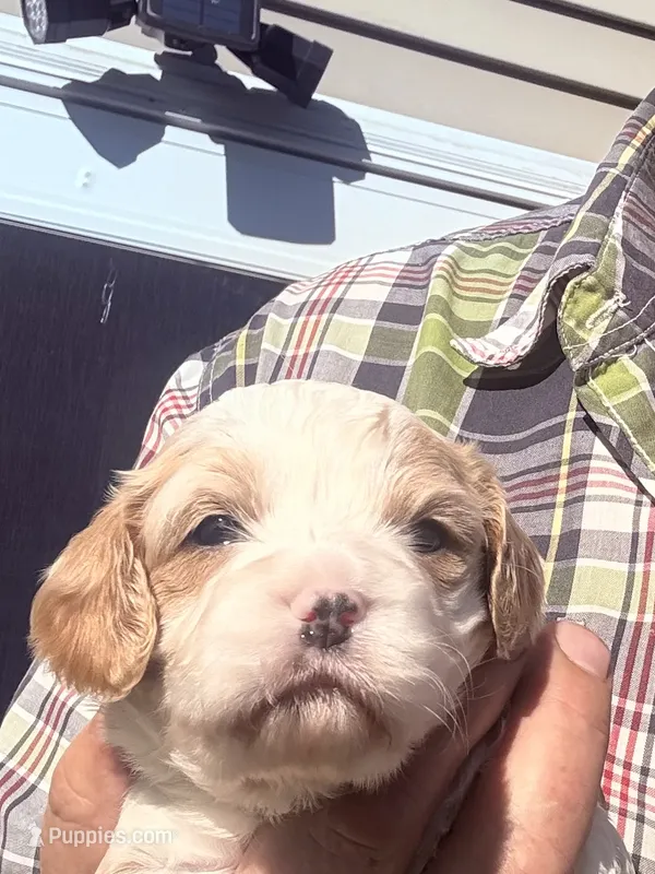 Trish  – Cavapoo puppy for sale in Mount Pleasant, MI
