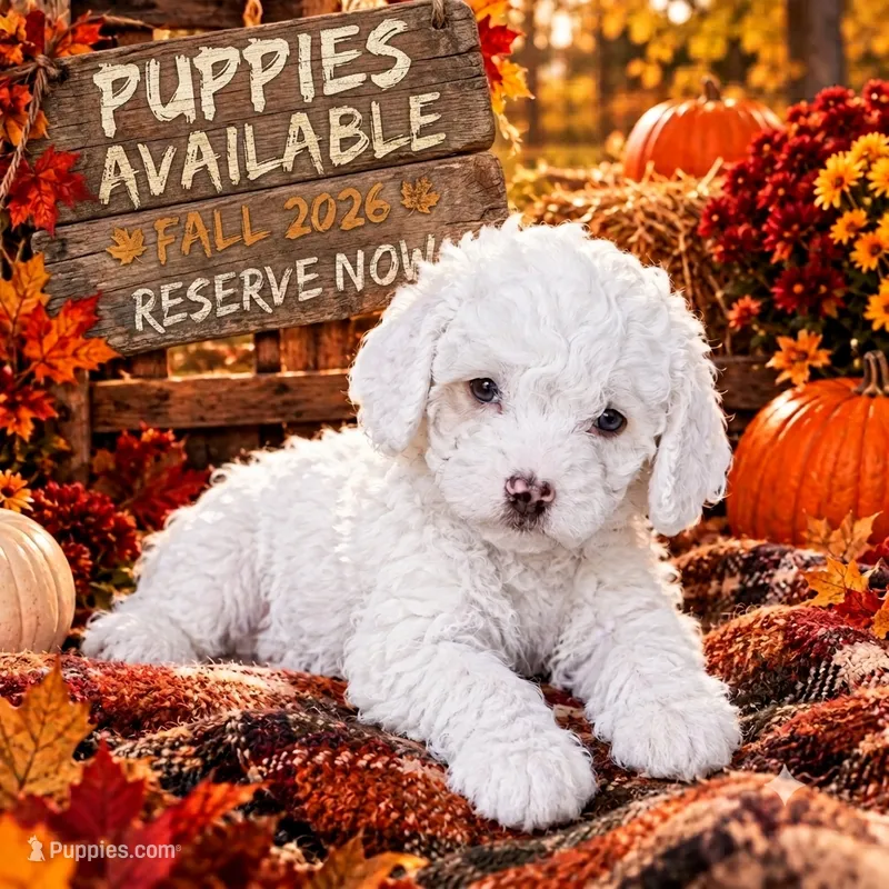 Randy – Cavapoo puppy for sale in Mount Pleasant, MI